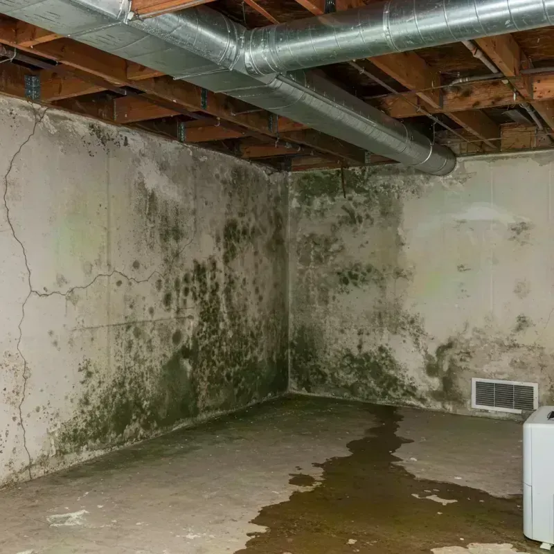 Professional Mold Removal in Farwell, TX